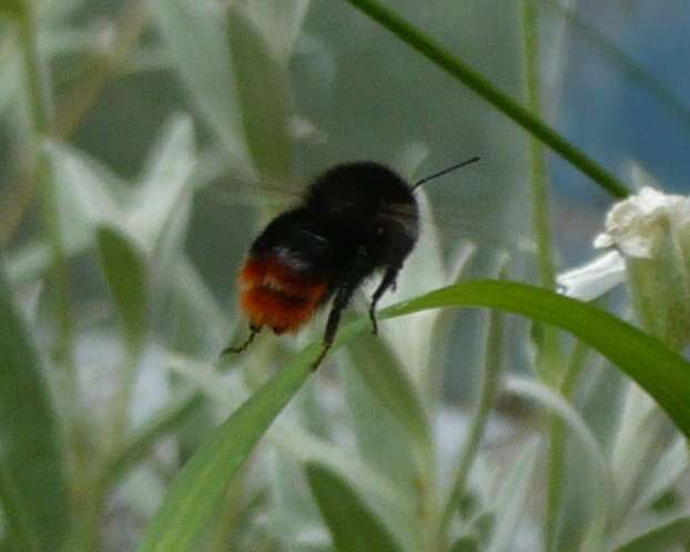 Image of Red tailed bumblebee