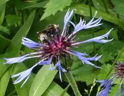 Image of Small garden bumblebee