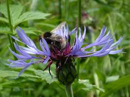 Image of Small garden bumblebee