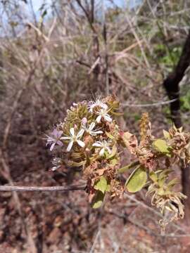 Image de Combretum albiflorum (Tul.) C. C. H. Jongkind