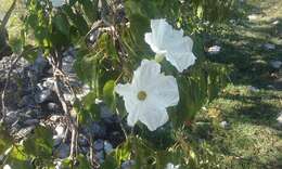 Plancia ëd Ipomoea pauciflora Mart. & Gal.