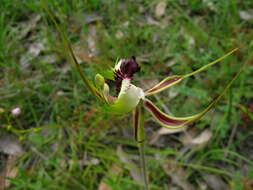 Image of Eastern Mantis Orchid