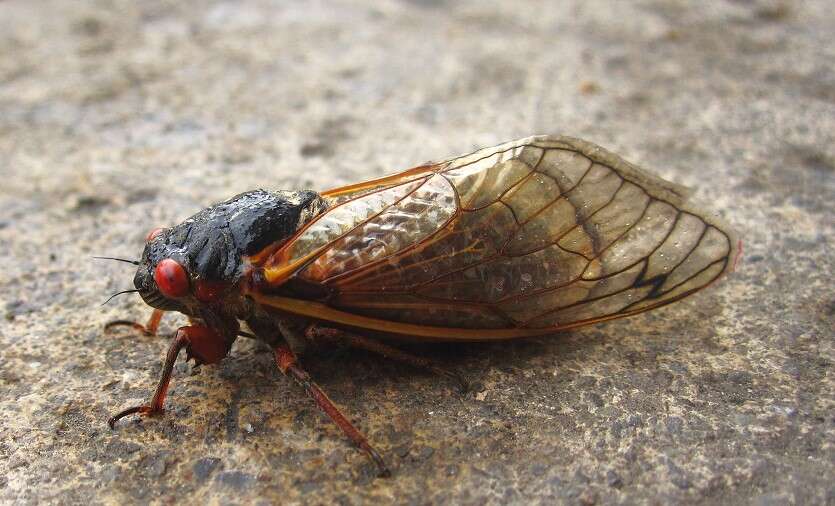 Image of Decim Periodical Cicada