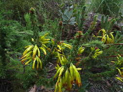 Image of Erica coccinea subsp. coccinea