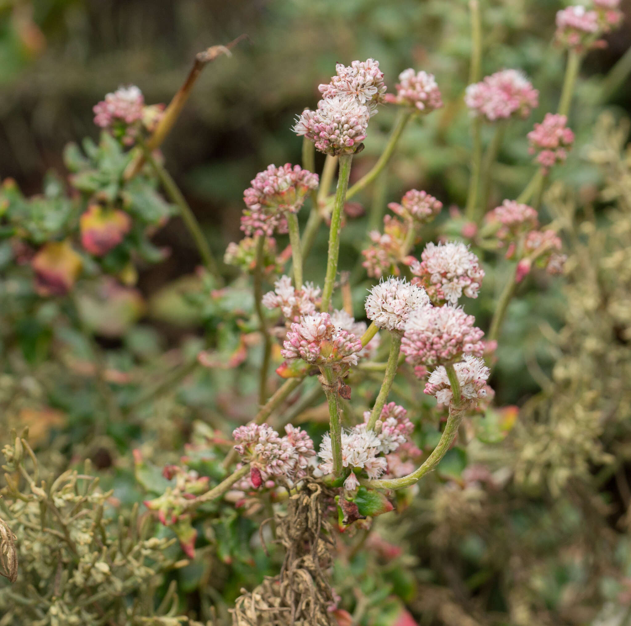 Image of seacliff buckwheat