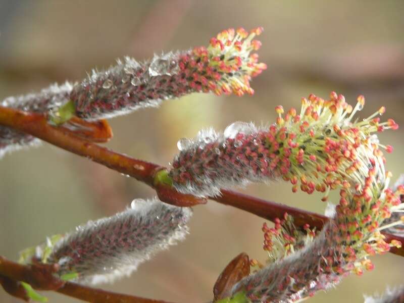 Image of Sachalin Willow