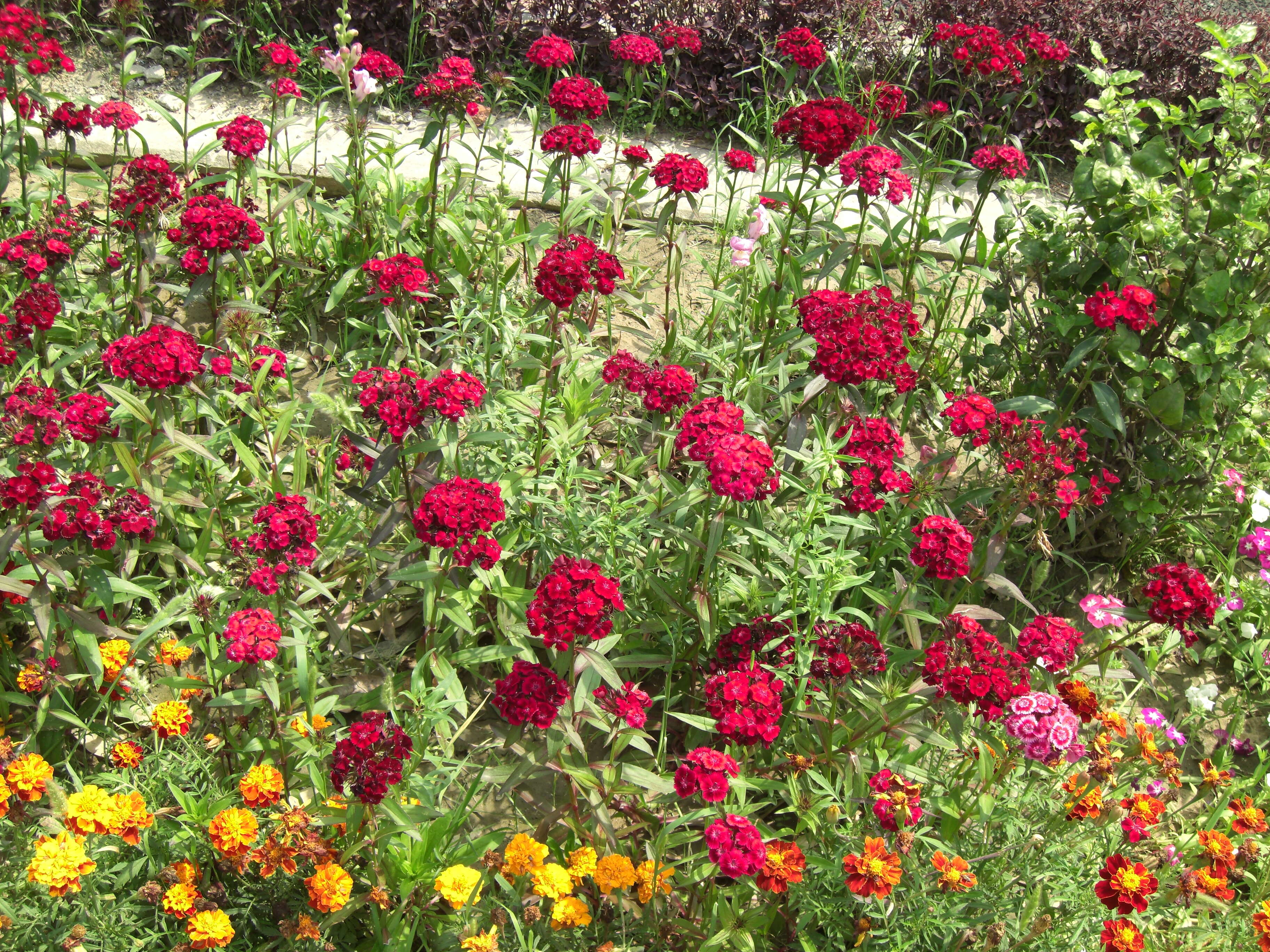 Image of French marigold