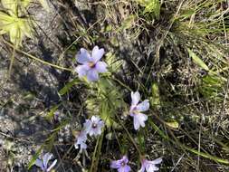 Image of violet butterwort