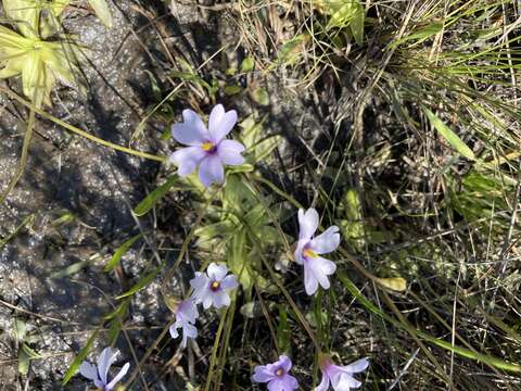 Image of violet butterwort