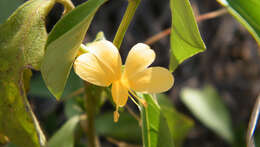 Plancia ëd Barleria prionitis subsp. ameliae (A. Meeuse) R. K. Brummitt & J. R. I. Wood