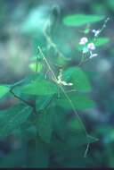 Imagem de Desmodium psilophyllum Schltdl.