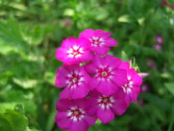 Image of annual phlox