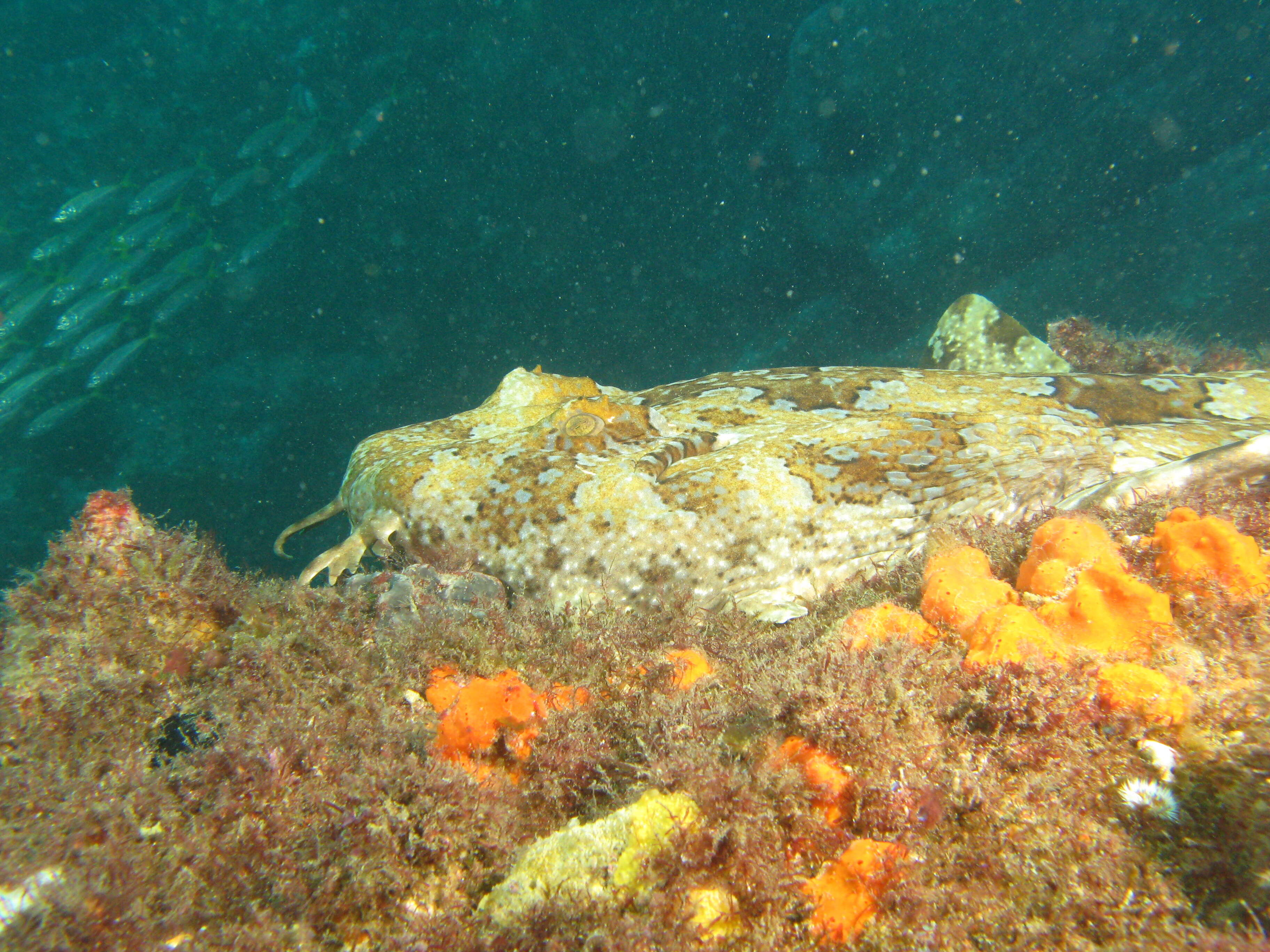 Image of Banded Wobbegong