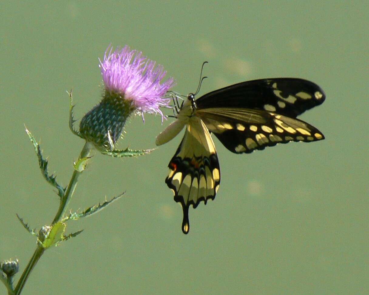 Image of Eastern Giant Swallowtail