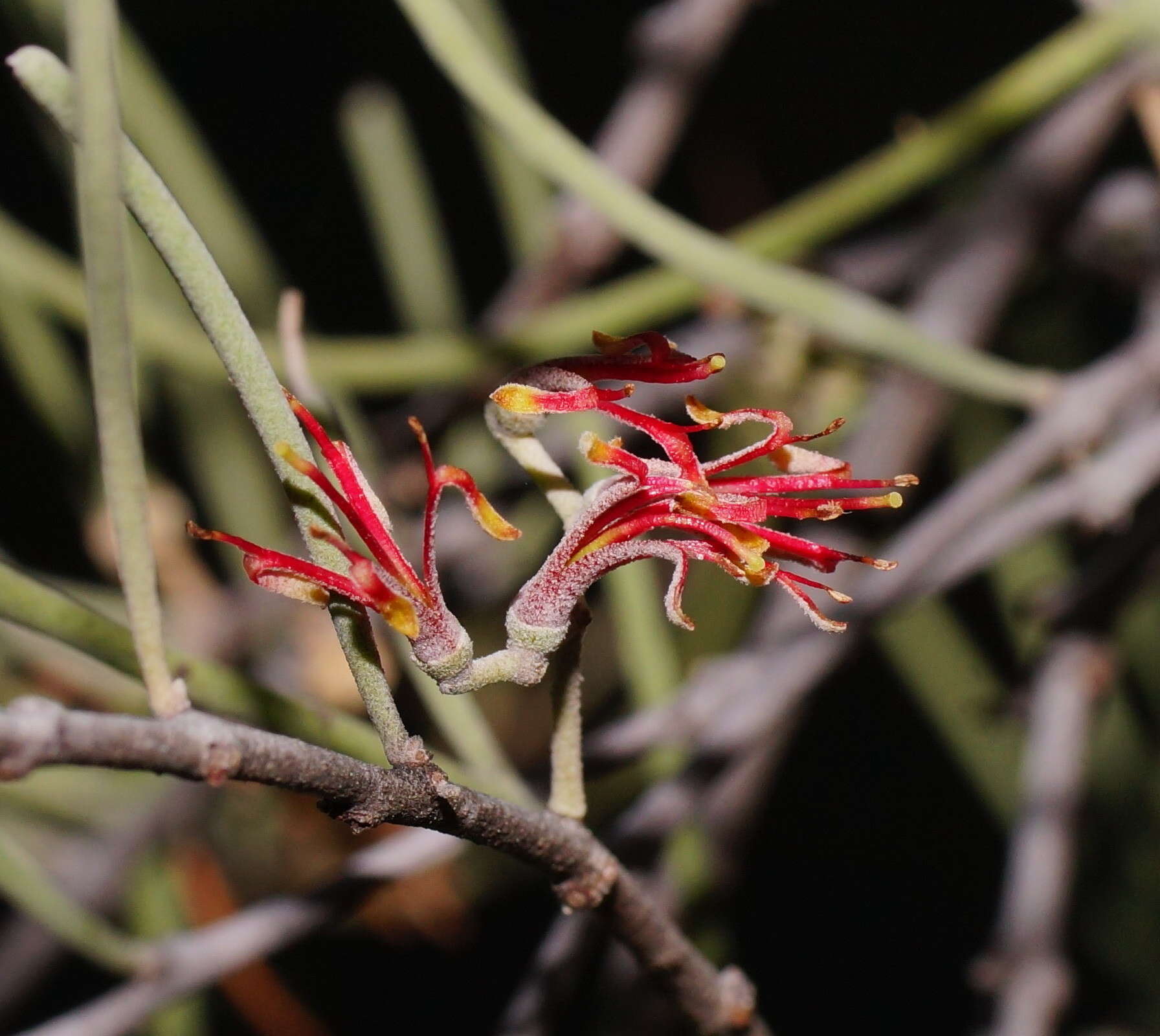 Amyema linophylla (Fenzl) Tieghem的圖片