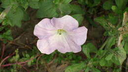 Image of petunia