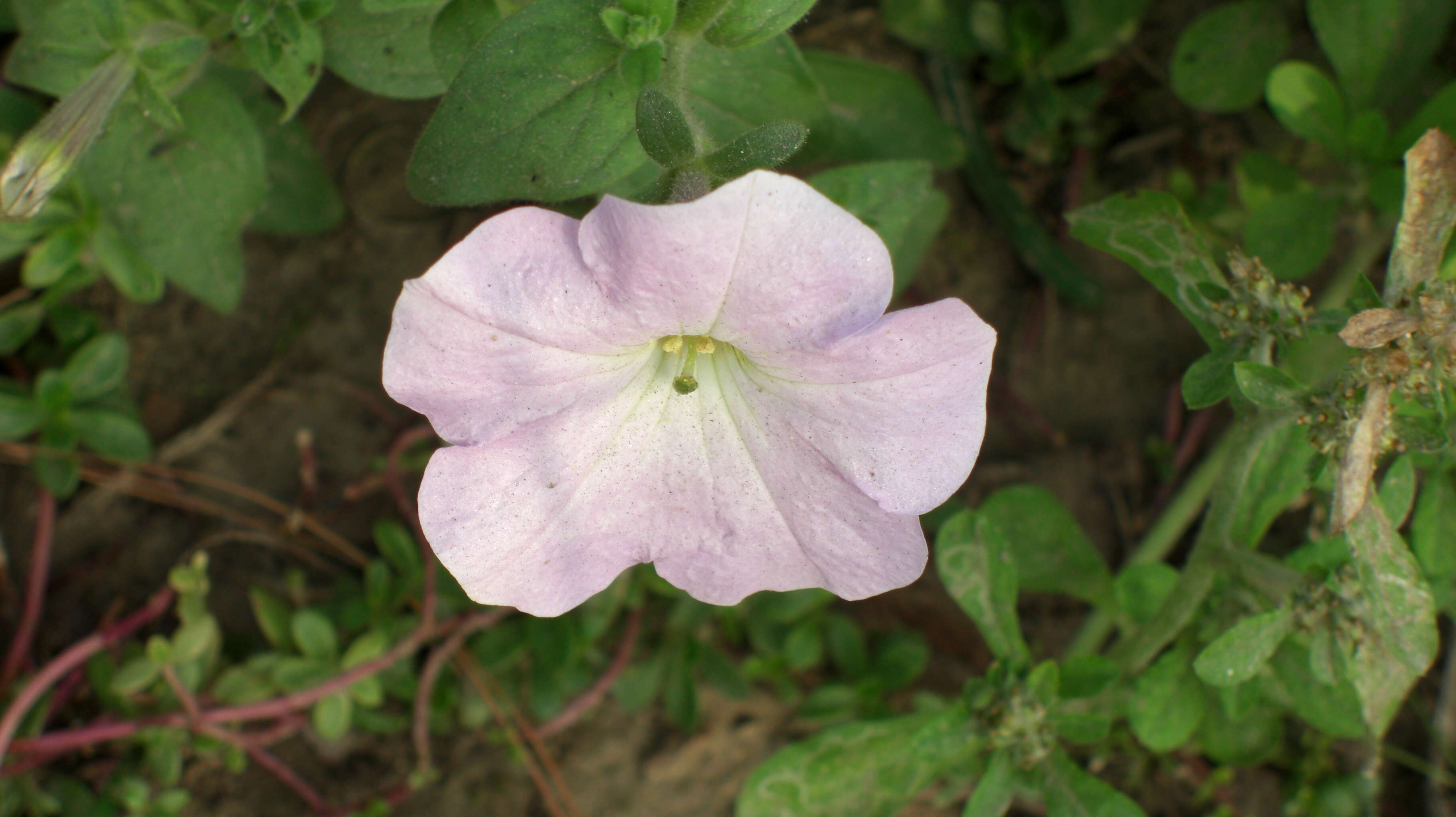 Image of petunia