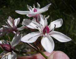 Image of Burchardia umbellata R. Br.