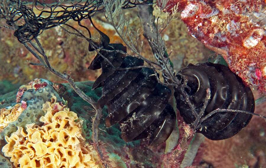 Image of Crested Bullhead Shark