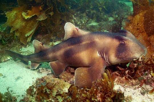 Image of Crested Bullhead Shark