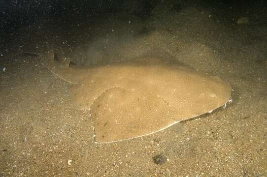 Image of Australian Angel Shark