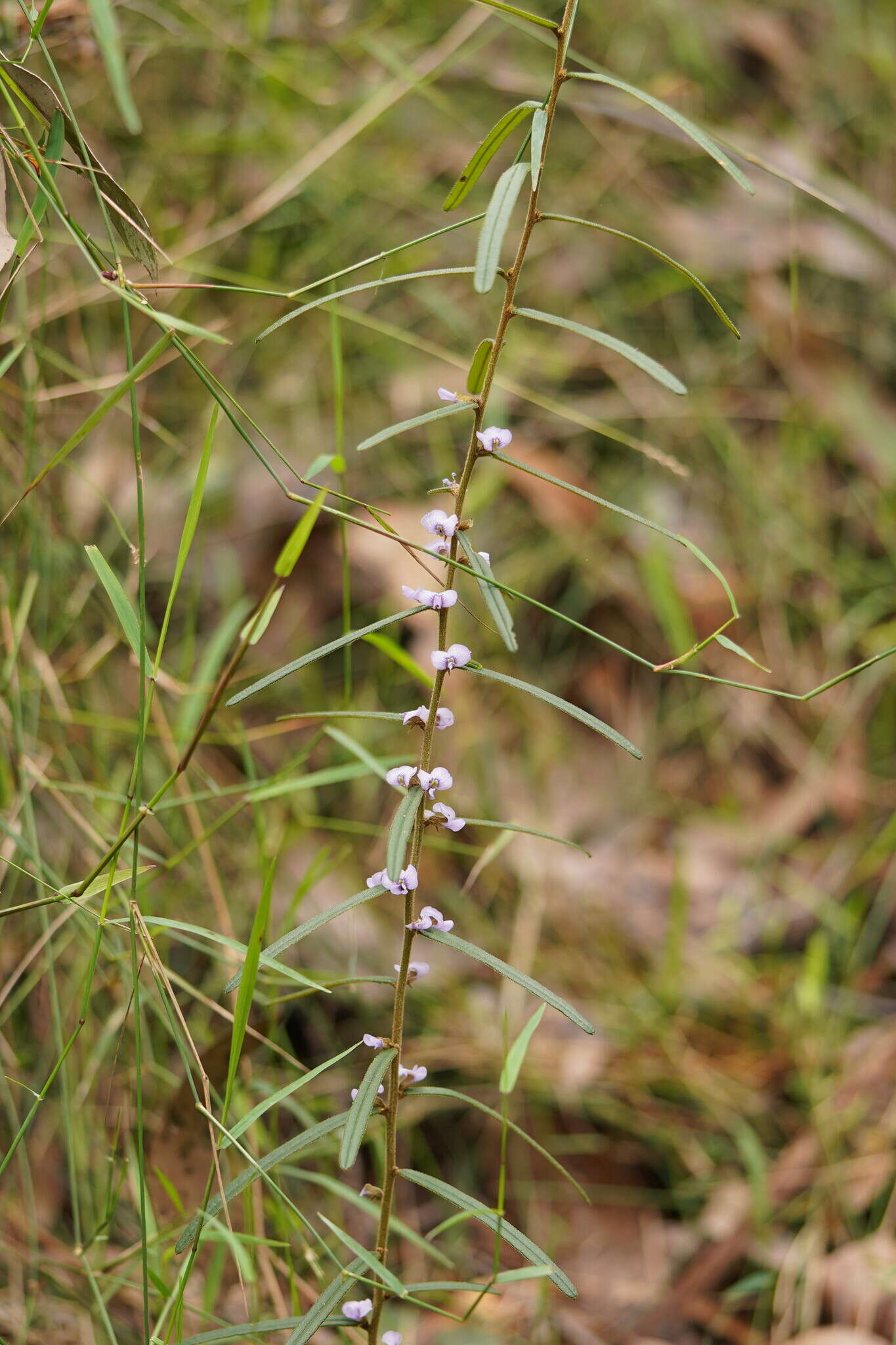 Image of Hovea asperifolia I. Thomps.