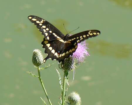 Image of Eastern Giant Swallowtail