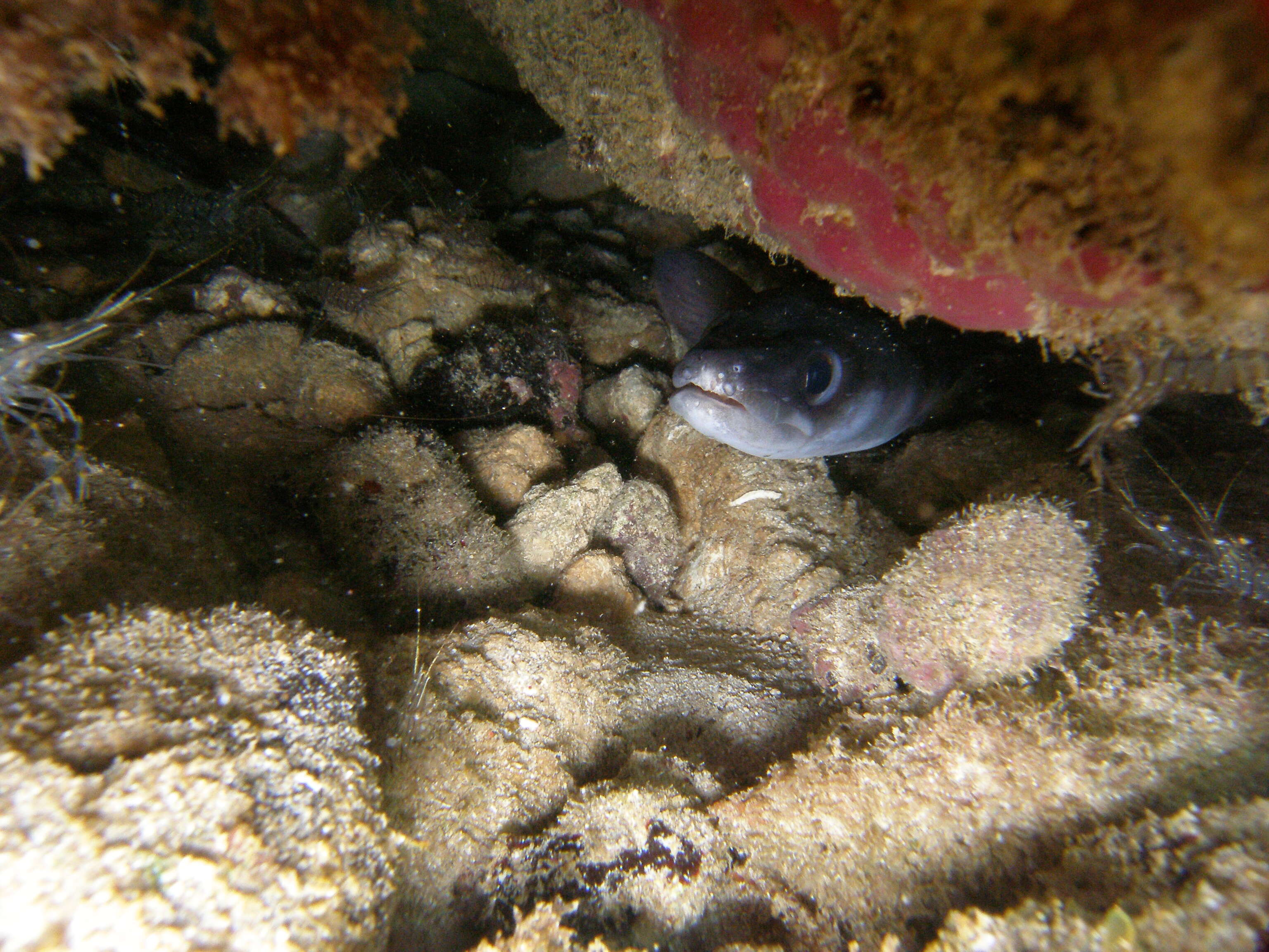 Image of Conger Eel