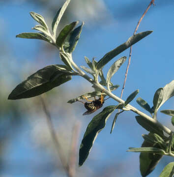 Image of Sphecius antennatus (Klug 1845)