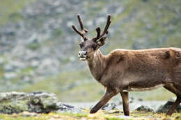 Image of Rangifer C. H. Smith 1827