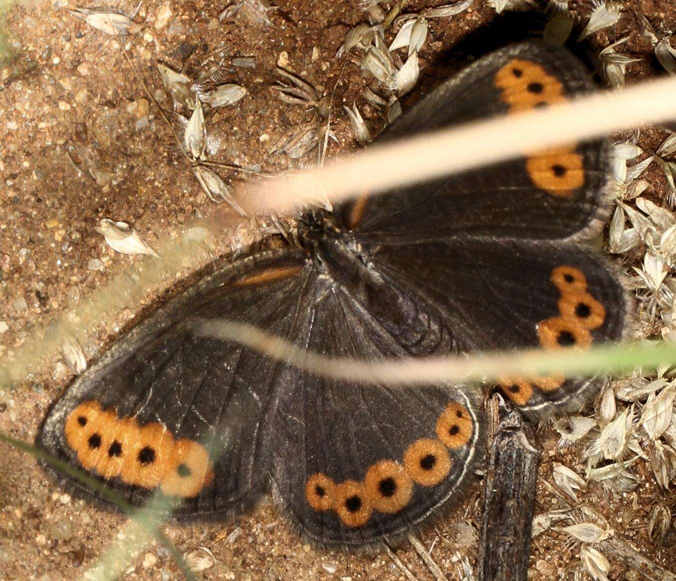 Imagem de Physcaeneura panda Boisduval 1847