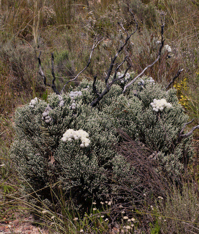 Image of Brunia laevis Thunb.