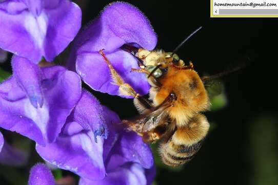 Image de Anthophora deserticola Morawitz 1873