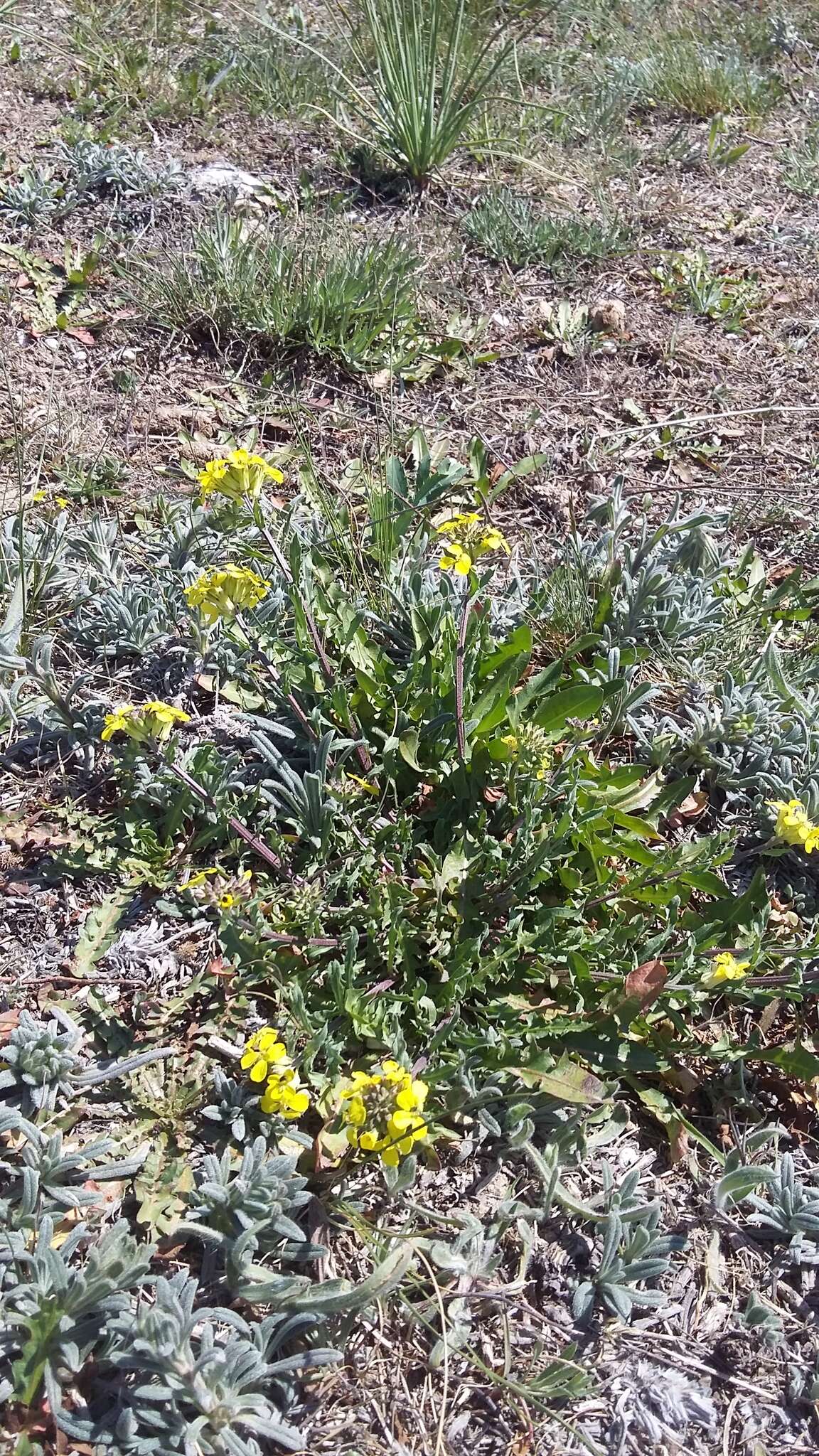 Слика од Erysimum cuspidatum (M. Bieb.) DC.