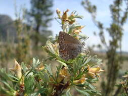 Sivun Satyrium behrii (Edwards 1870) kuva