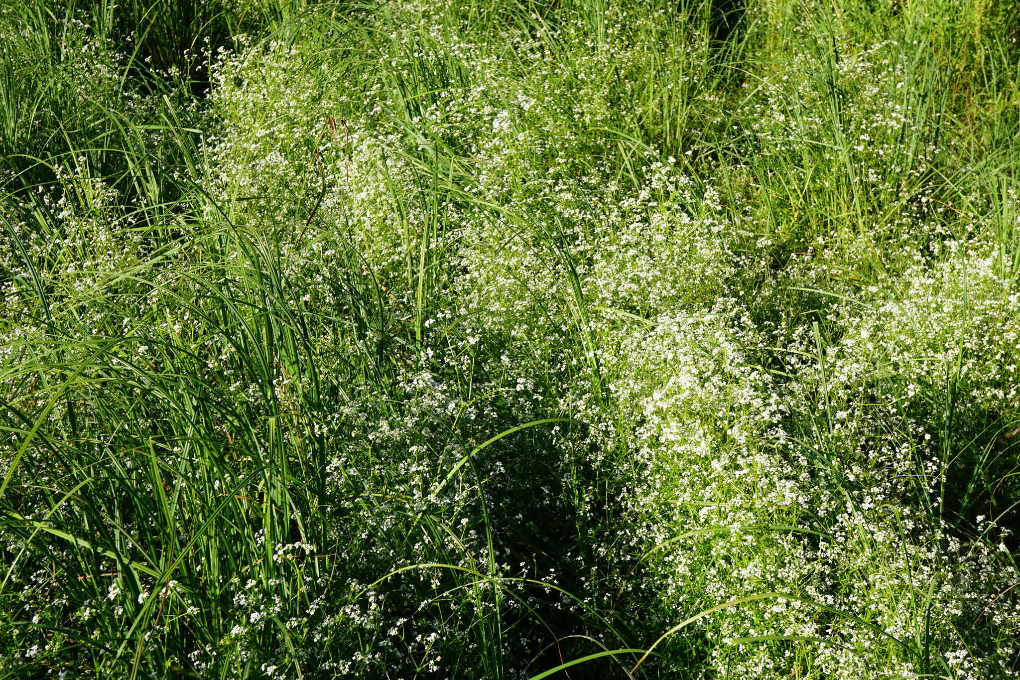 Image of Galium elongatum C. Presl