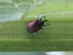 Rhinusa bipustulata (Rossi & P. 1792) resmi