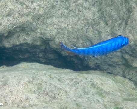 Image of Mbuna Fish