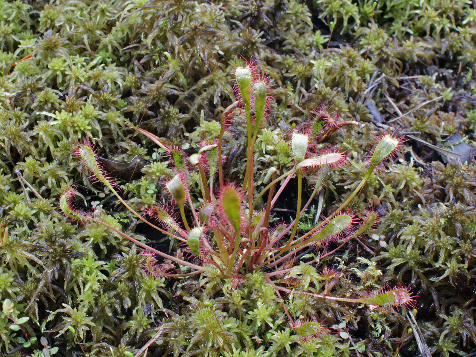 Image of Great Sundew