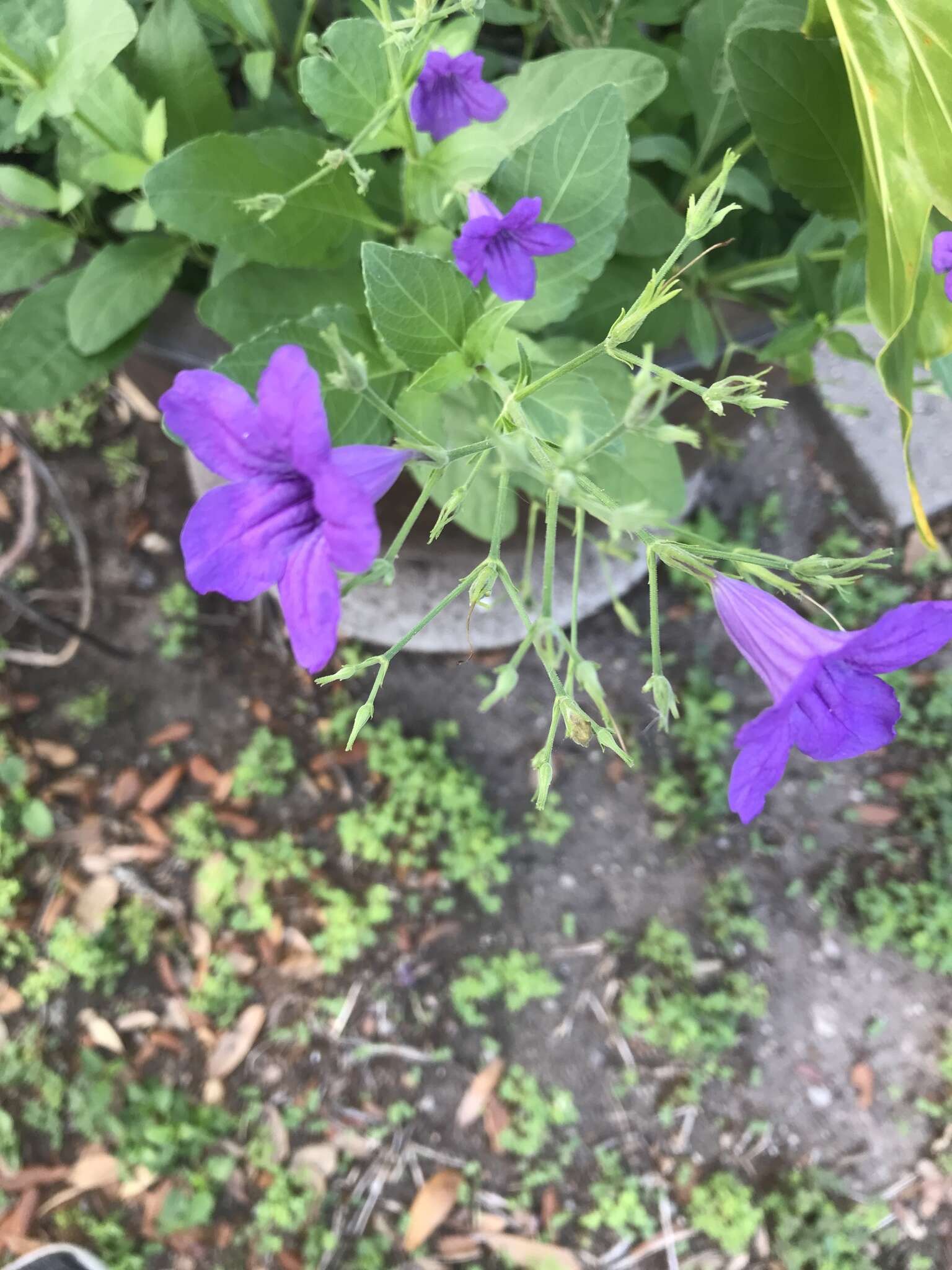 صورة Ruellia nudiflora var. runyonii (Tharp & Barkley) B. L. Turner