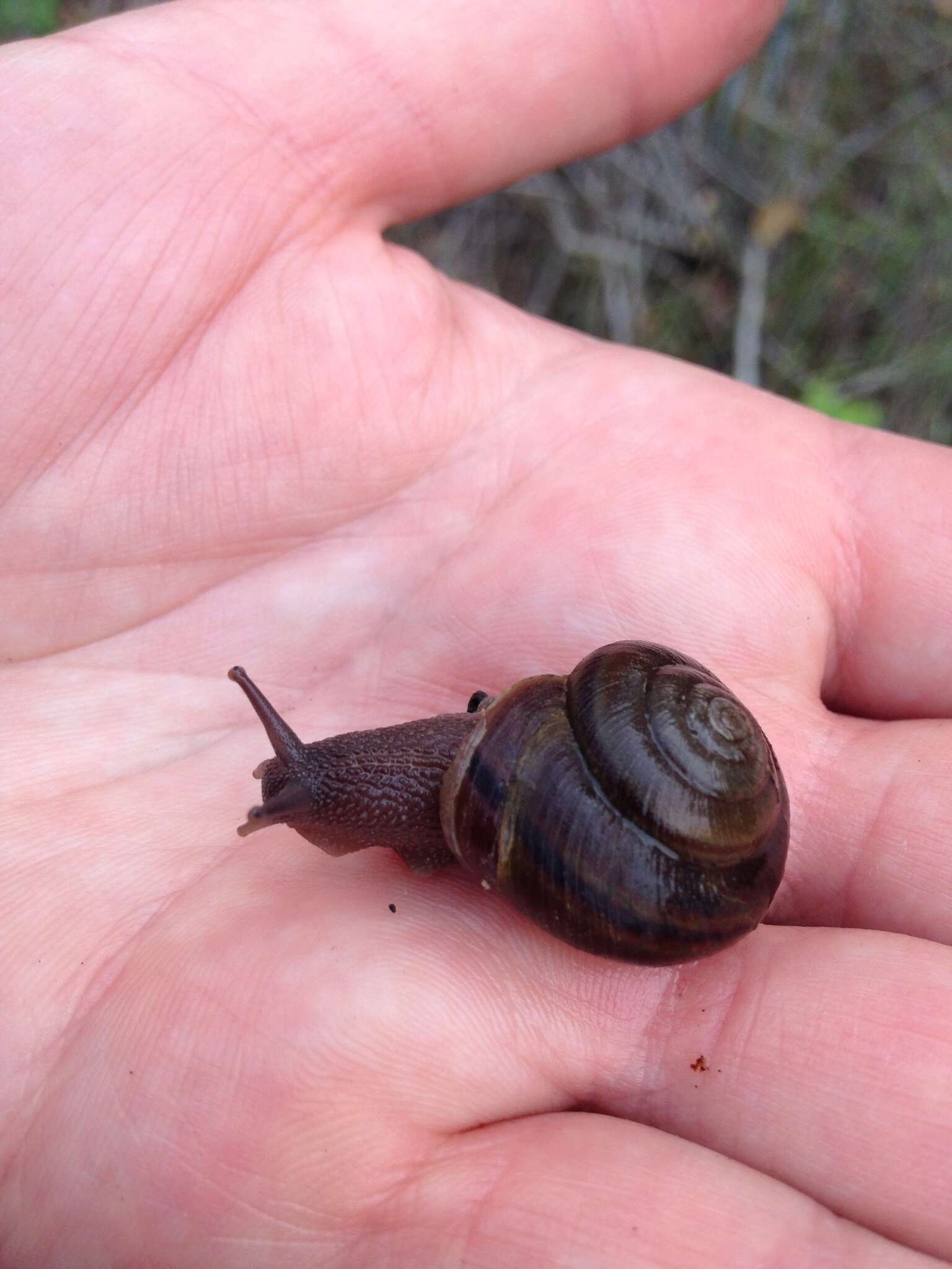 Image of <i>Helminthoglypta sanctaecrucis</i>