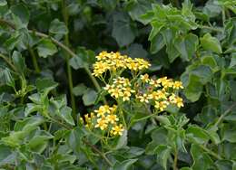 Image of creeping groundsel