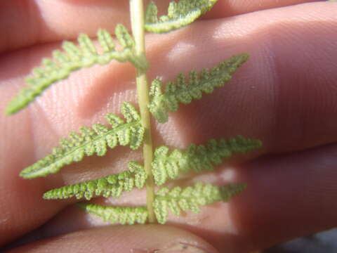 Plancia ëd Woodsia phillipsii