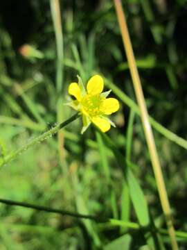 Image of Wood Avens