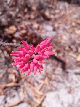 صورة Euphorbia pedilanthoides Denis