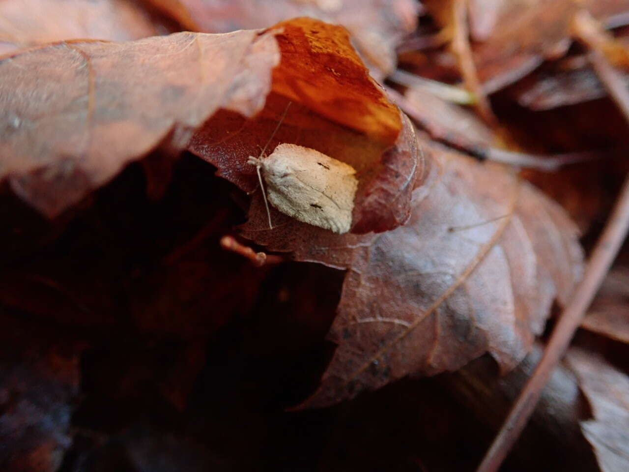 صورة Acleris placidus Yasuda & Kawabe 1980