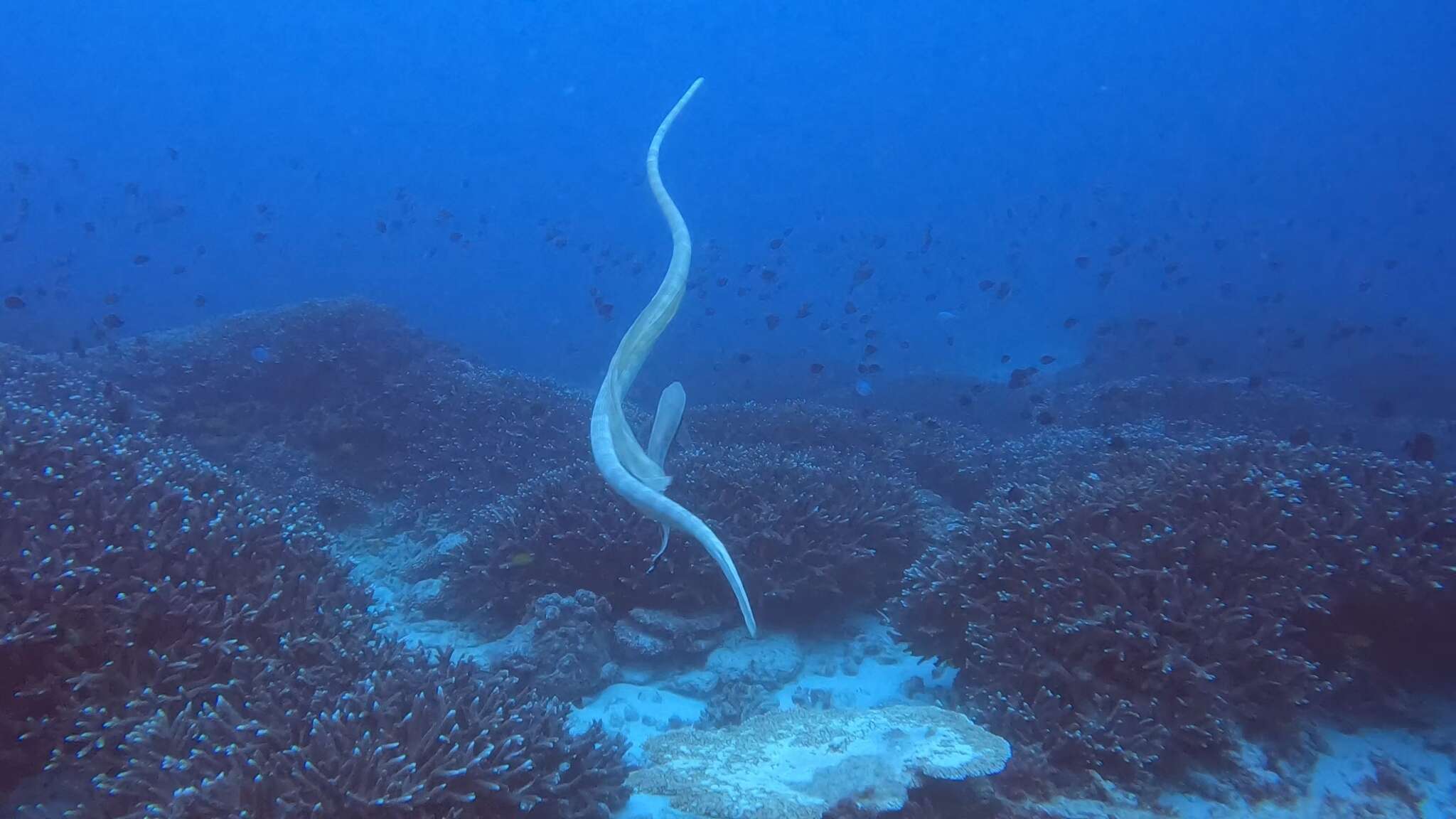 Image of Elegant or bar-bellied seasnake