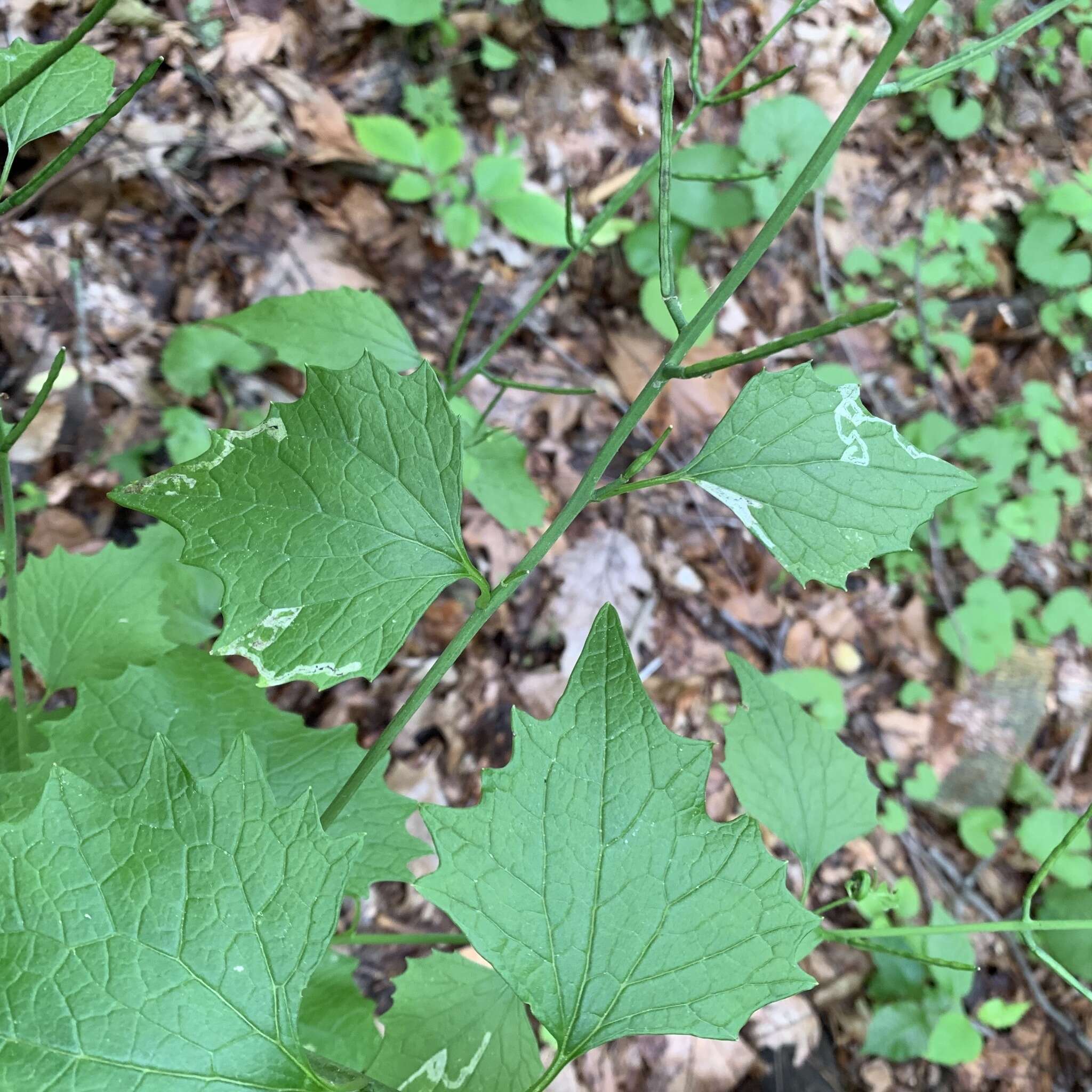 Image of Serpentine leaf miner