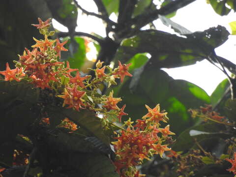 Слика од Sterculia pruriens (Aublet) Schumann