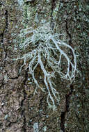 Image of farinose cartilage lichen